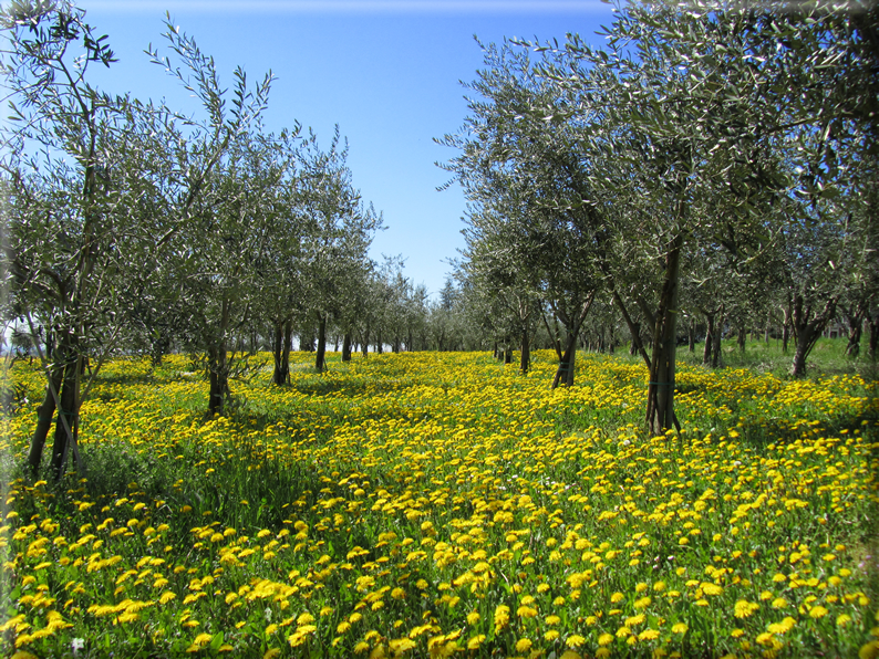 foto Paesaggi Collinari in Primavera